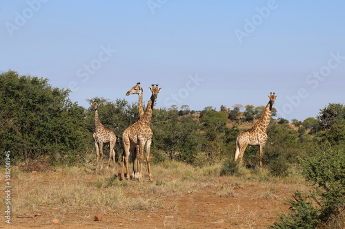 Photography Giraffe / Giraffe / Giraffa Camelopardalis