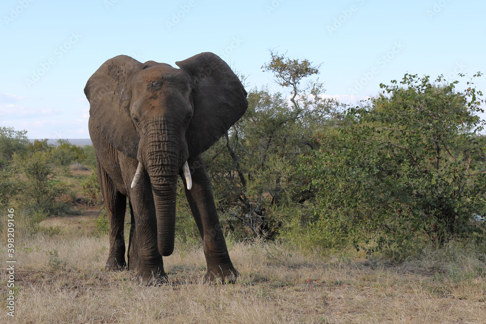 Fototapeta premium Afrikanischer Elefant / African elephant / Loxodonta africana