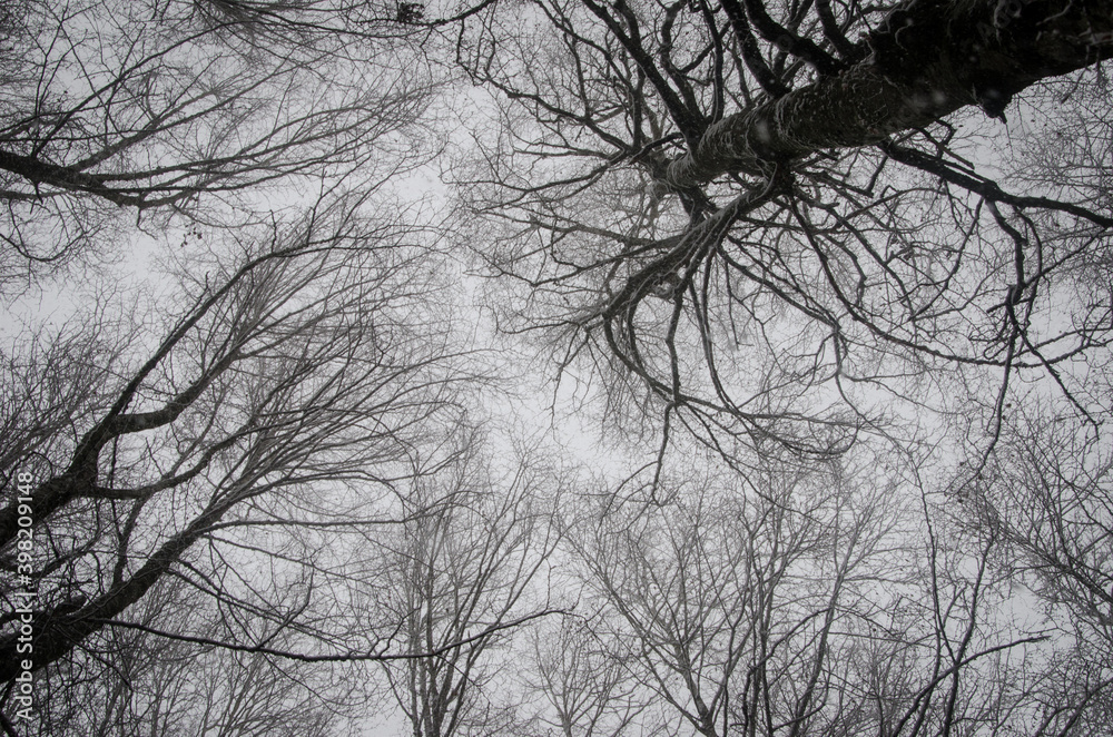 Obraz premium Beautiful forest landscape in winter full of snow. Trunks and branches of trees covered by snow. Winter paradise in a fantastic forest.