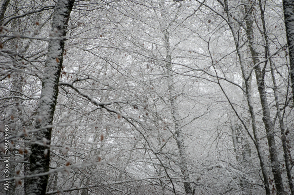 Beautiful forest landscape in winter full of snow. Trunks and branches of trees covered by snow. Winter paradise in a fantastic forest. Beautiful forest landscape in winter full of snow. Trunks and branches of trees covered by snow. Winter paradise in a fantastic forest.