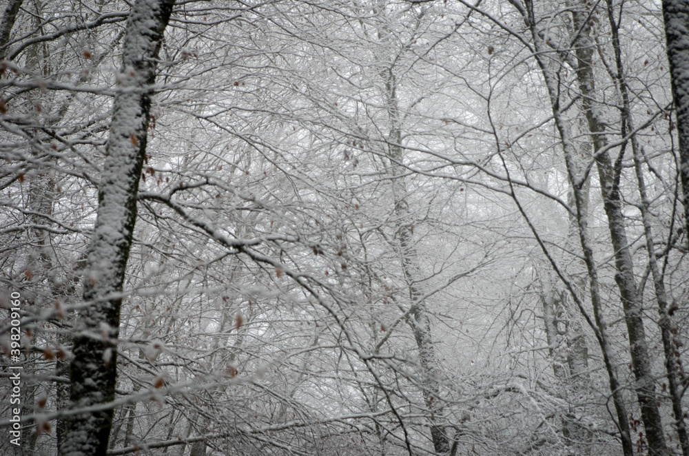 Beautiful forest landscape in winter full of snow. Trunks and branches of trees covered by snow. Winter paradise in a fantastic forest.