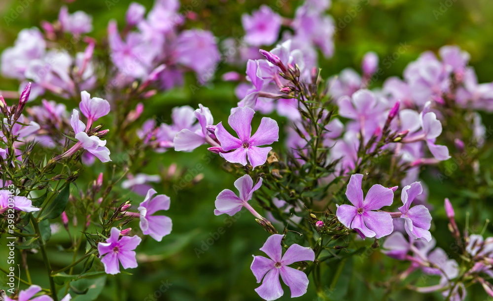 Garden pink flowers Phlox on a flower bed closeup in summer on a green background Garden pink flowers Phlox on a flower bed closeup in summer on a green background
