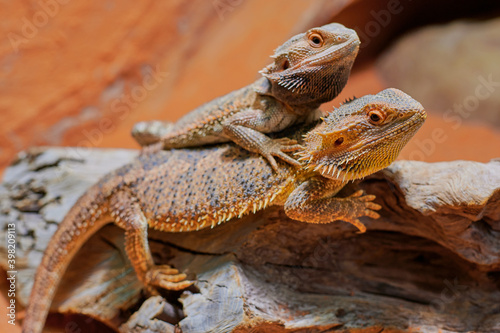 two bearded dragons (Bartagame) sitting on each other in the terrarium © Claudia Nass