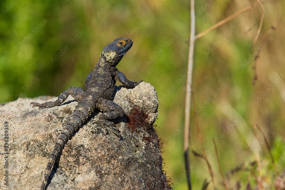 Obraz premium Starred Agama (Stellagama stellio) on a rock, Side, Turkey.