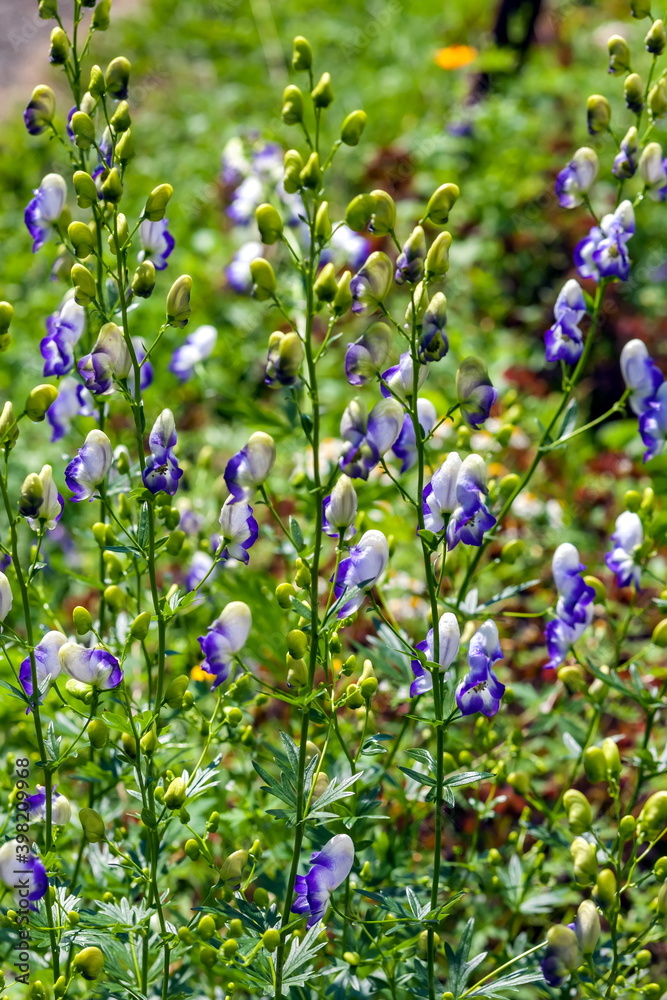 Fototapeta premium Garden flowers closeup