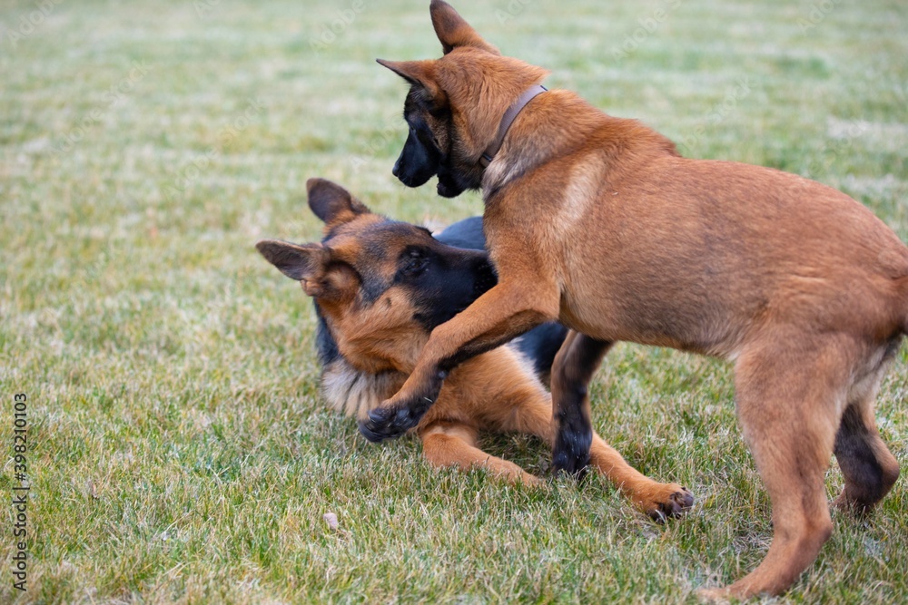 german shepherd and belgian shepherd dogs playing german shepherd and belgian shepherd dogs playing