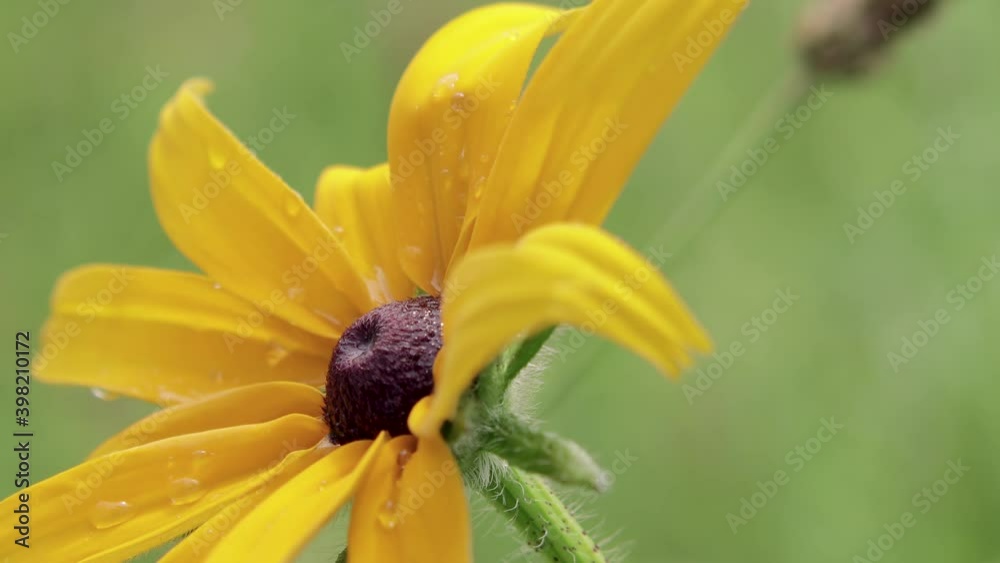 Macro photography of nature. Large drops of rain fall on the yellow flower. The texture of a Daisy with large drops of water on a spring green background of foliage Macro photography of nature. Large drops of rain fall on the yellow flower. The texture of a Daisy with large drops of water on a spring green background of foliage