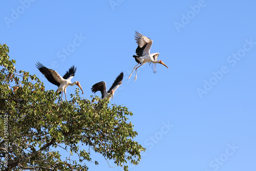 Nimmersatt / Yellow-billed stork / Mycteria ibis.