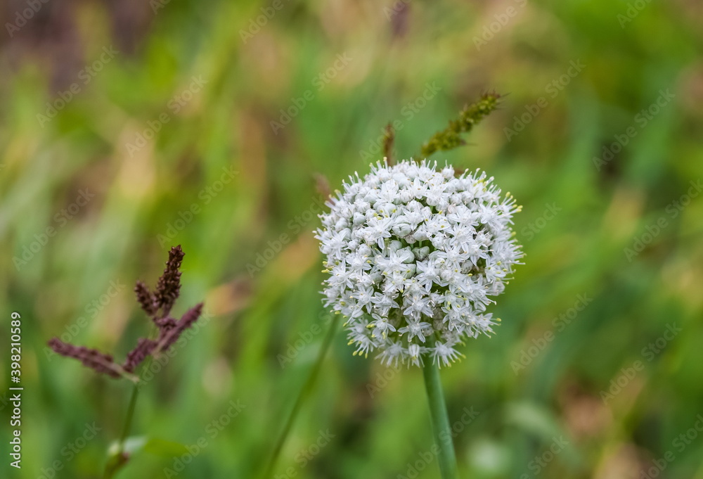 White Garlic flowers close up in the garden against the greenery in summer White Garlic flowers close up in the garden against the greenery in summer