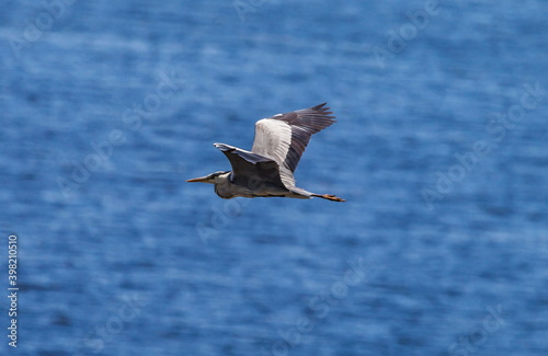 Heron bird in flight against the water