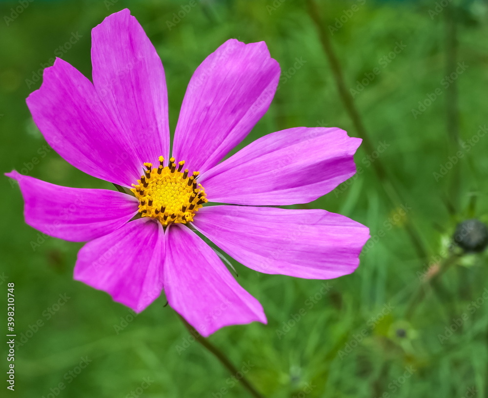 Red flower cosmea closeup on the background of greenery in the garden Red flower cosmea closeup on the background of greenery in the garden