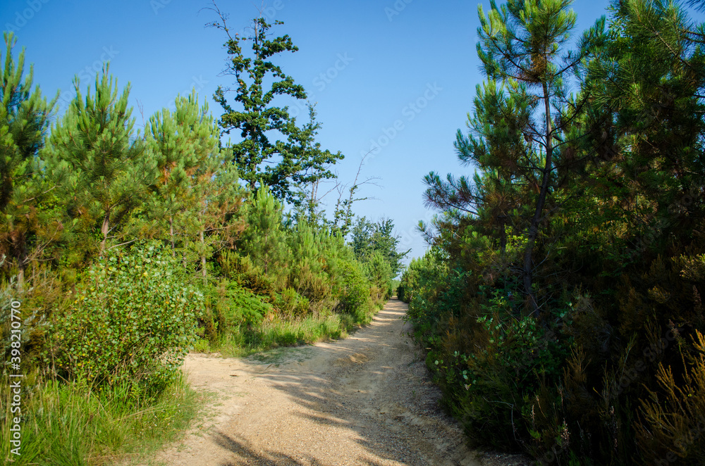 Un tratto della Via Francigena nella zona delle Cerbaie, vicino Fucecchio, in Toscana Un tratto della Via Francigena nella zona delle Cerbaie, vicino Fucecchio, in Toscana
