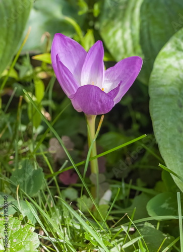 Colchicum flower closeup on green background