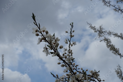 Cloudy sky and branches of blossoming plum tree in April