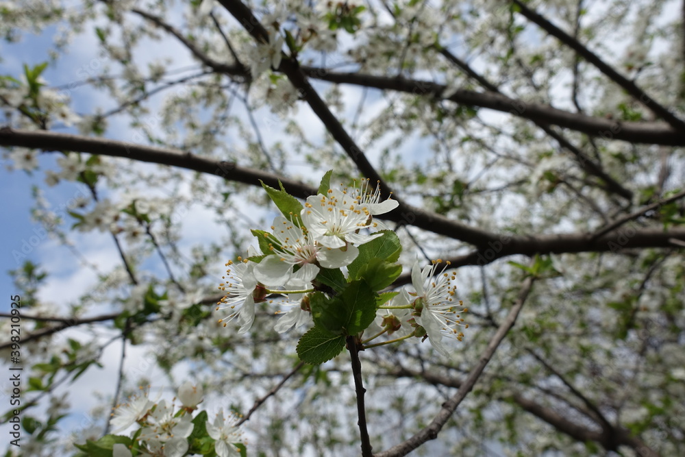 Couple of white flowers on branch of plum tree in April Couple of white flowers on branch of plum tree in April