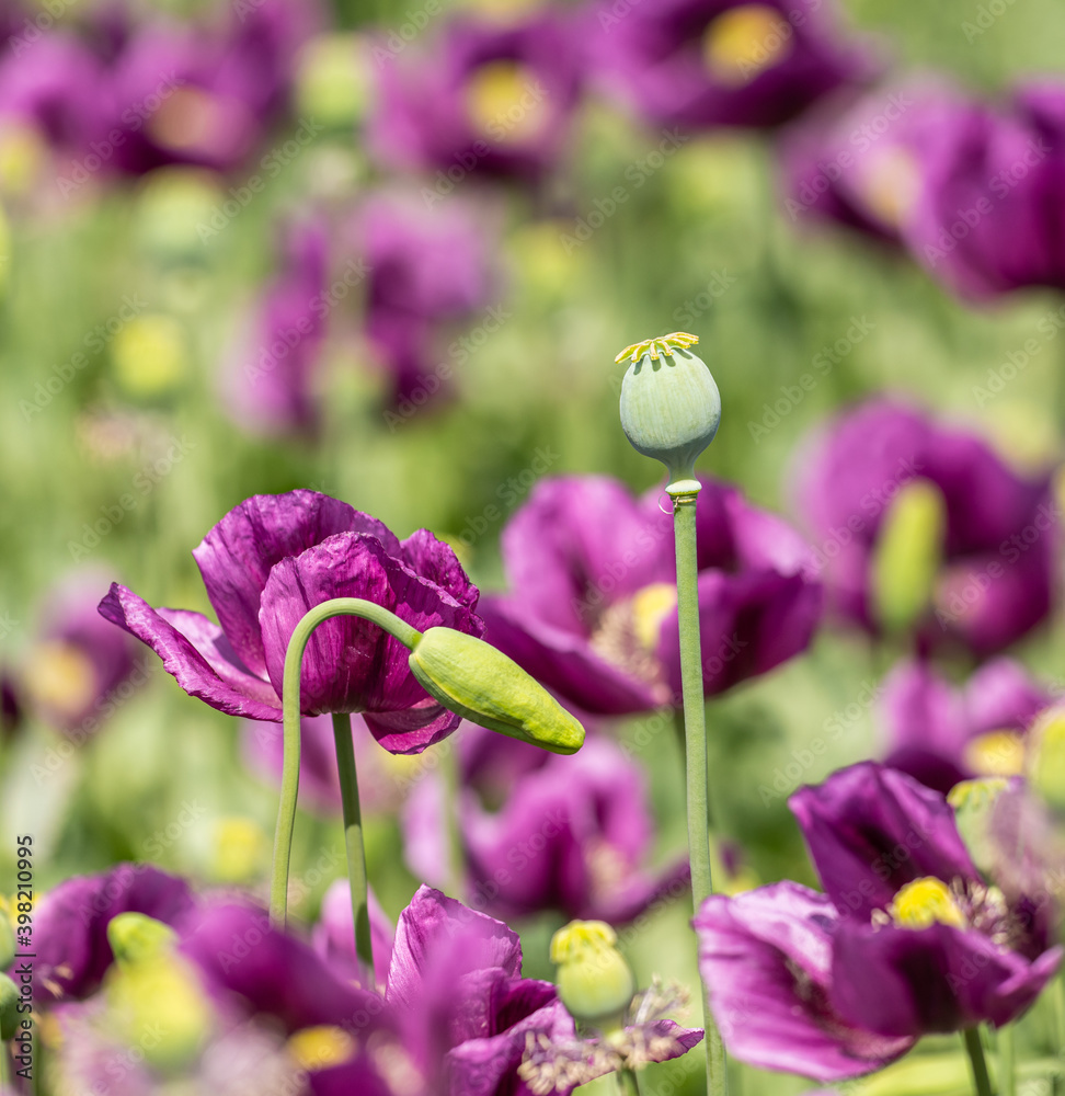 all stages of breadseed poppy (Papaver somniferum) bud, flower and capsule in purple field foto