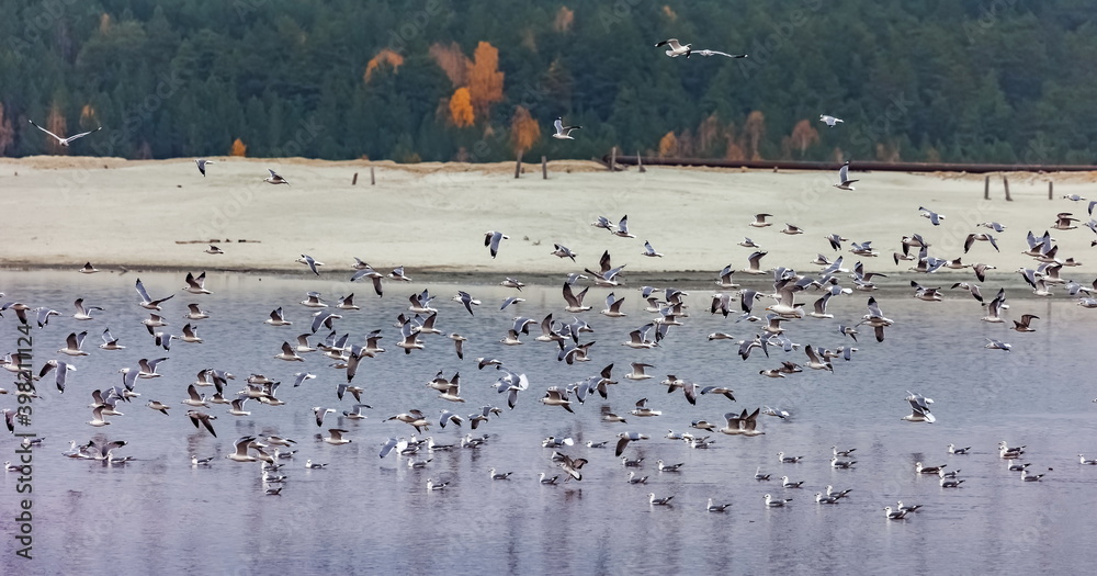 Flock of birds gulls, soaring from the water of a shallow lake on the background of the sandy shore and autumn forest