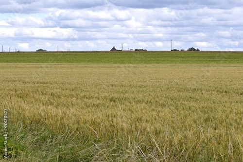 view of field of wheat