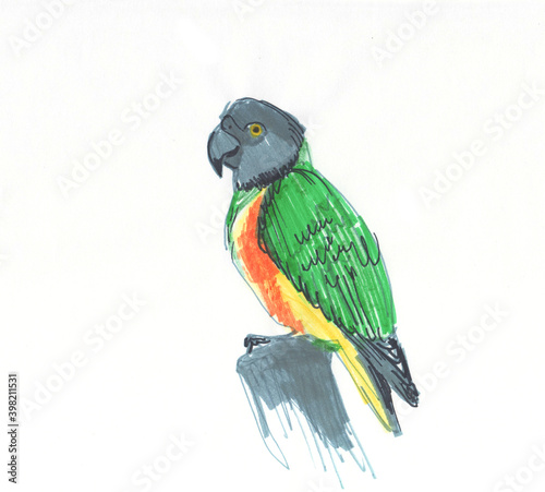 Senegal parrot Poicephalus senegalus from west Africa sketch markers, freehand drawing