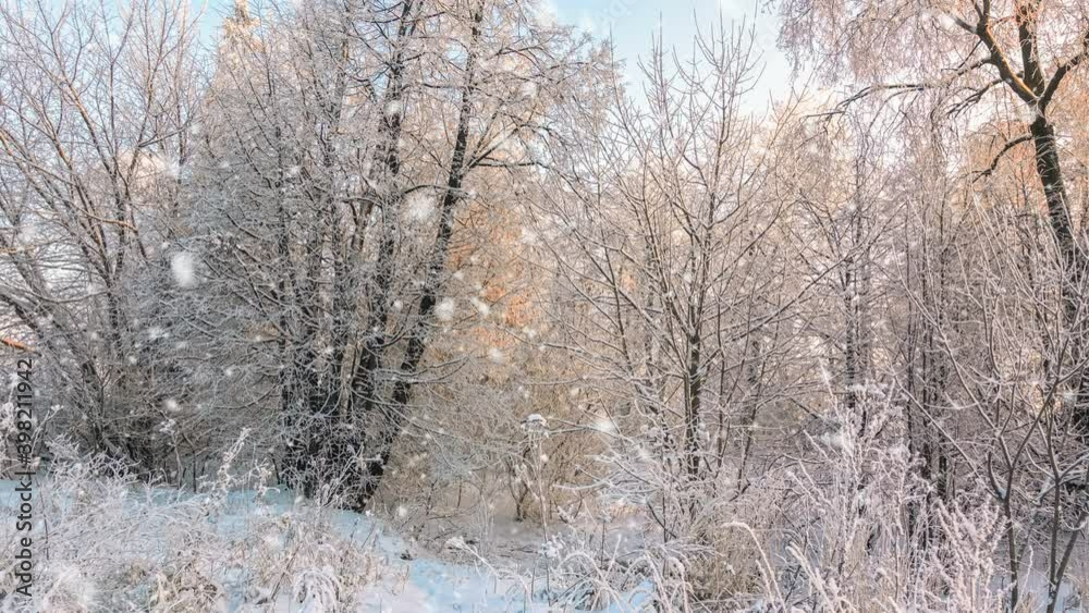 Snowfall in winter in the forest, soft snowy christmas morning with falling snow. Winter landscape. Snow covered trees. Snowfall in winter in the forest, soft snowy christmas morning with falling snow. Winter landscape. Snow covered trees.