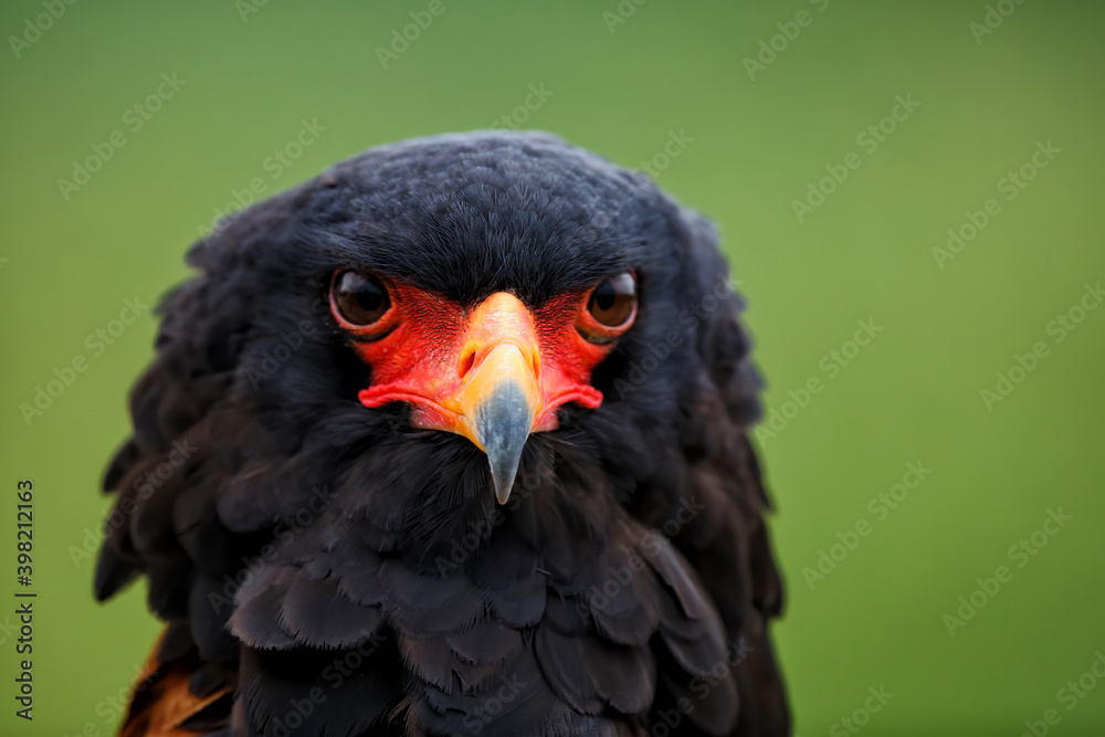 Portrait of a Bateleur Eagle (Terathopius ecaudatus) in Gelderland in the Netherlands Portrait of a Bateleur Eagle (Terathopius ecaudatus) in Gelderland in the Netherlands