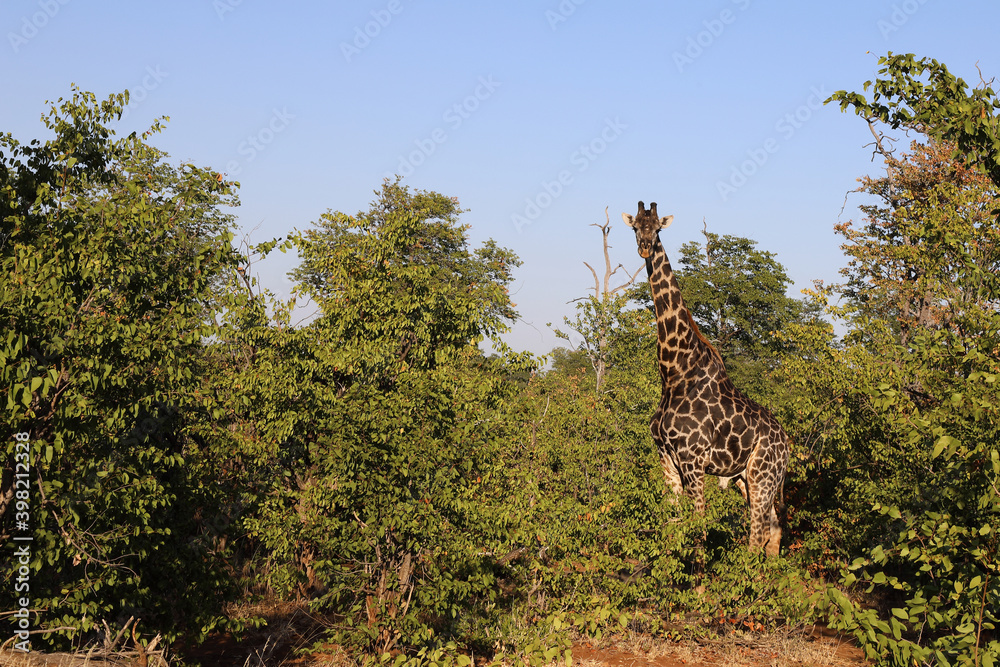 Fototapeta premium Giraffe / Giraffe / Giraffa Camelopardalis