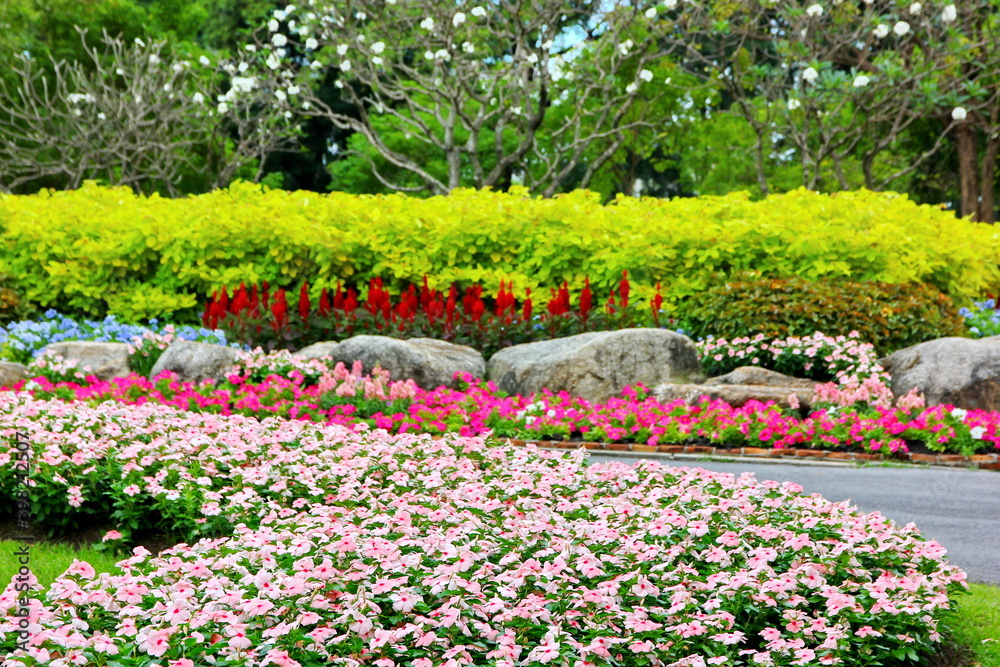 colorful flowers plant decoration in public garden