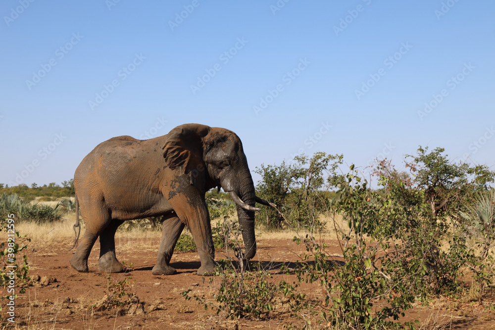 Obraz premium Afrikanischer Elefant / African elephant / Loxodonta africana