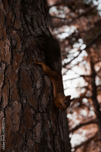 Beautiful squirrel on a tree. Wildlife.