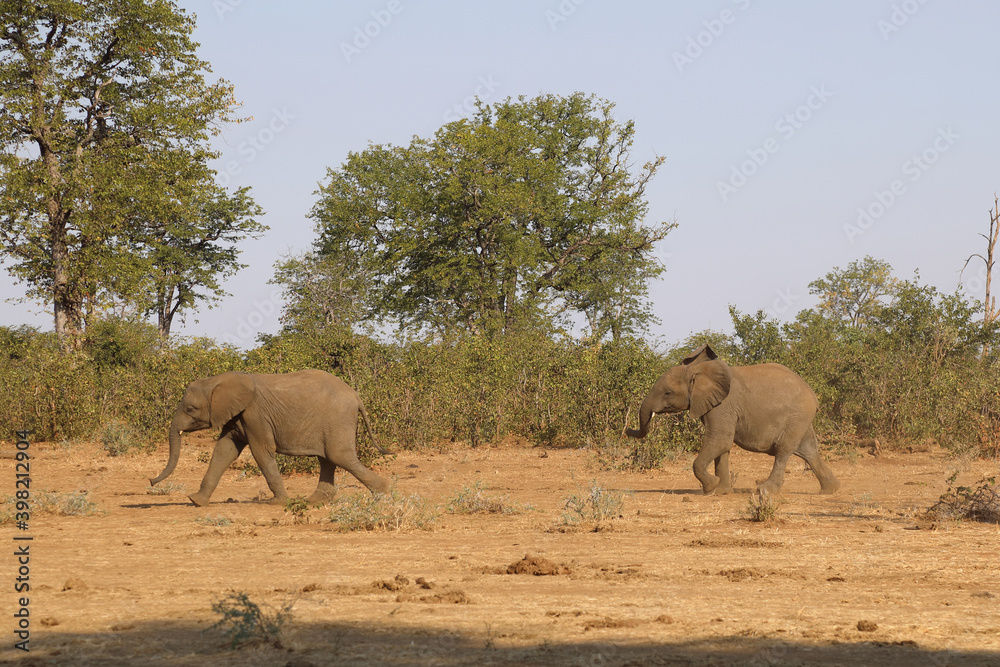 Fototapeta premium Afrikanischer Elefant / African elephant / Loxodonta africana.