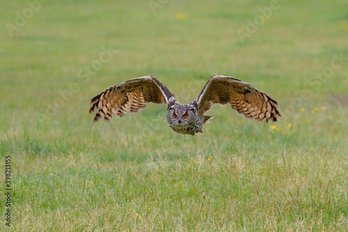 Huge European Eagle Owl (Bubo bubo) flying low over a meadow in Gelderland in the Netherlands. 