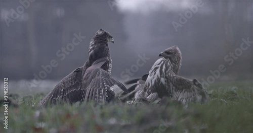 Hawks Fighting in the Field Winter