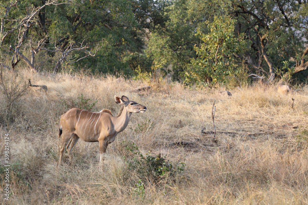 Naklejka premium Großer Kudu / Greater Kudu / Tragelaphus strepsiceros.