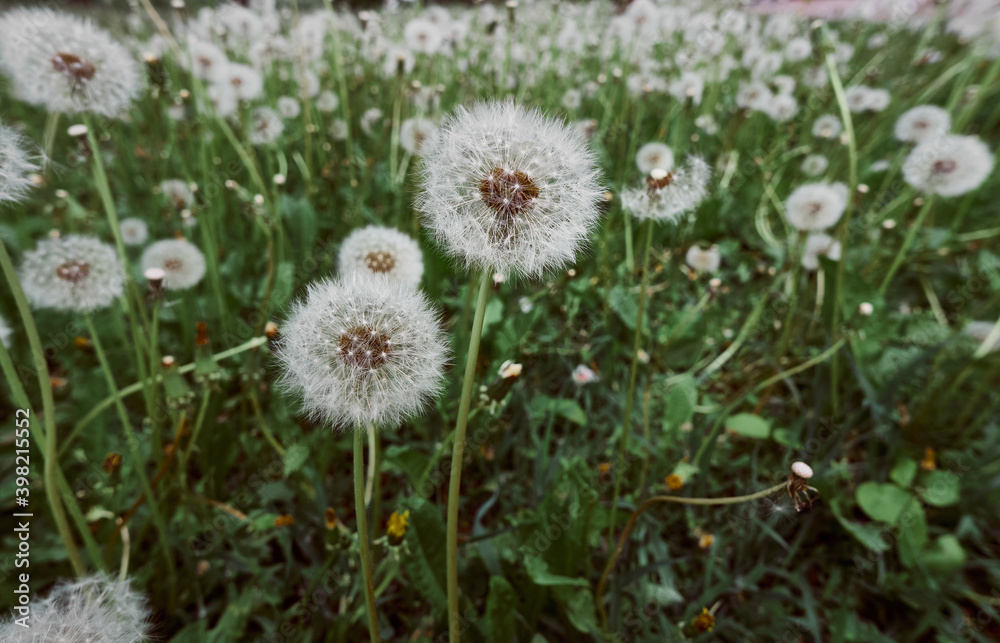 White fluffy dandelions in bloom.