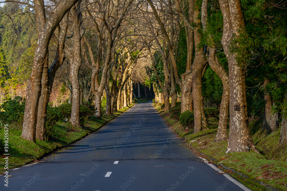 Road surrounded by trees in Furnas in São Miguel, Azores