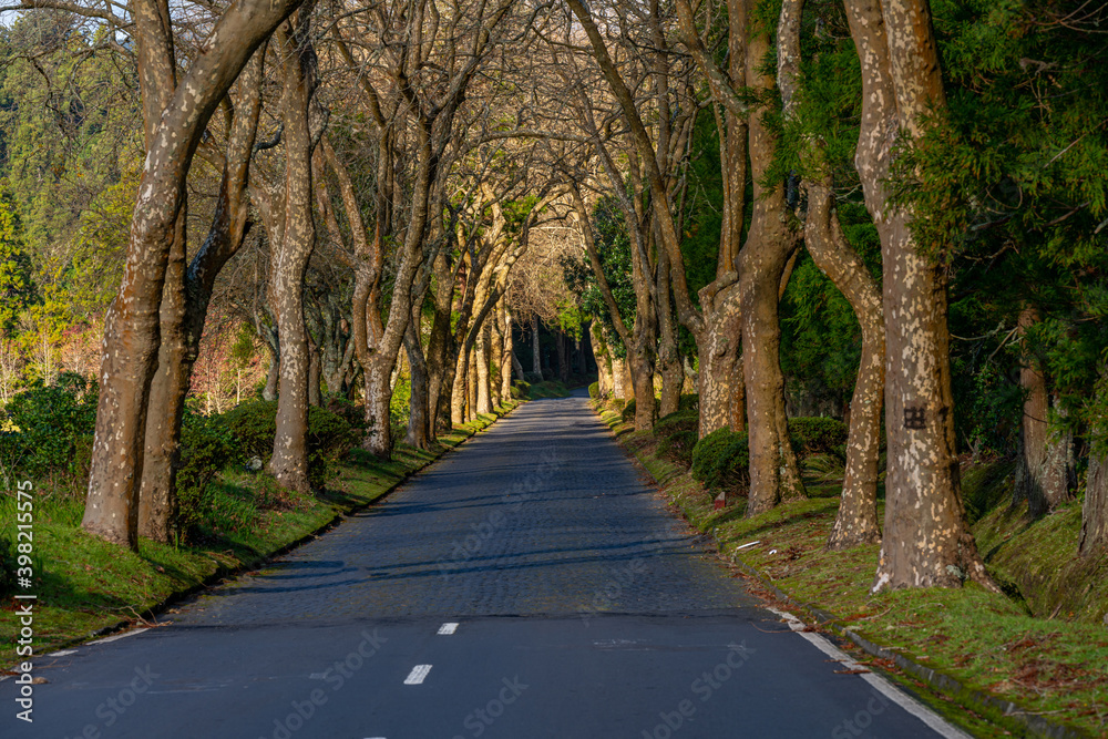 Road surrounded by trees in Furnas in São Miguel, Azores Road surrounded by trees in Furnas in São Miguel, Azores