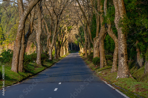 Road surrounded by trees in Furnas in São Miguel, Azores