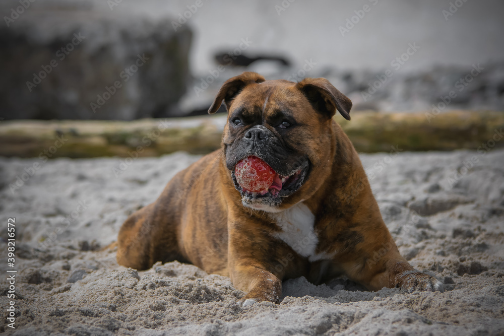 Deutscher Boxer Hund am Strand mit Ball im Maul