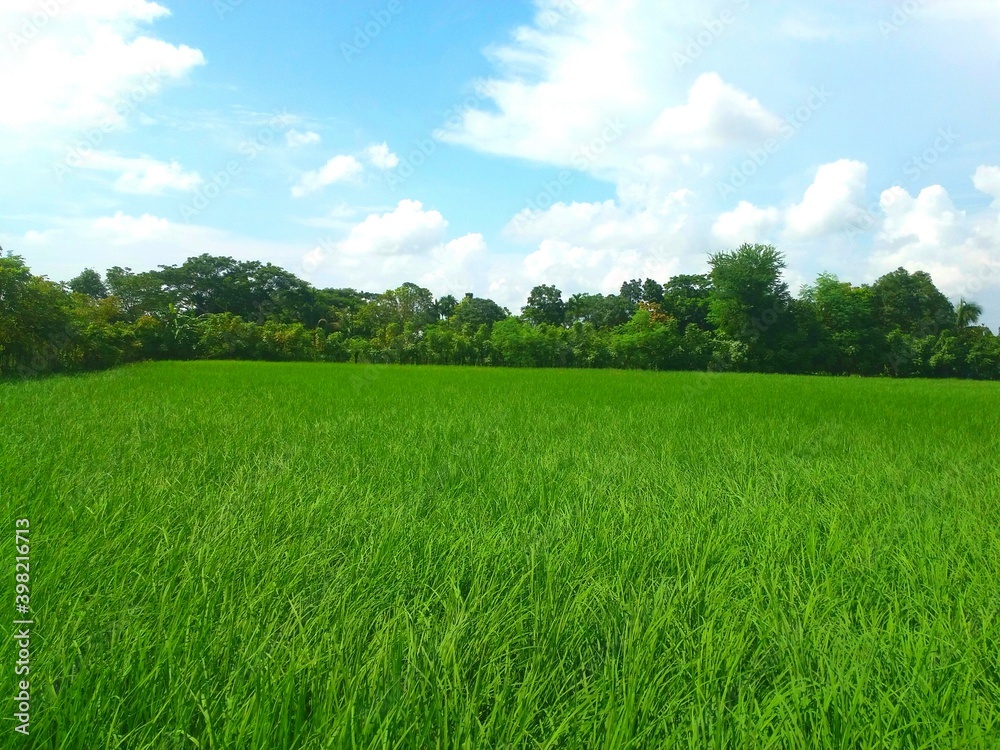 Green Paddy field, Rural scene with sky Green Paddy field, Rural scene with sky