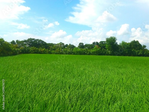 Green Paddy field, Rural scene with sky