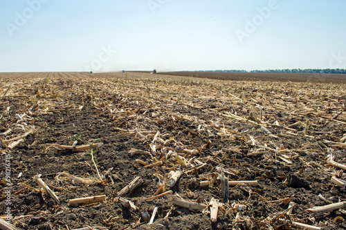 post-harvest sunflower residues on the field against the sky photo