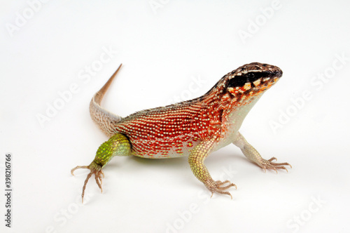 Hispaniolan masked curly-tailed lizard // Bunter Maskenleguan (Leiocephalus personatus) photo