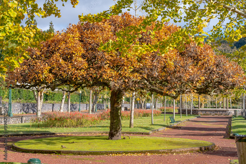 Naklejka premium Park for rest in the region of Furnas, São Miguel - Azores