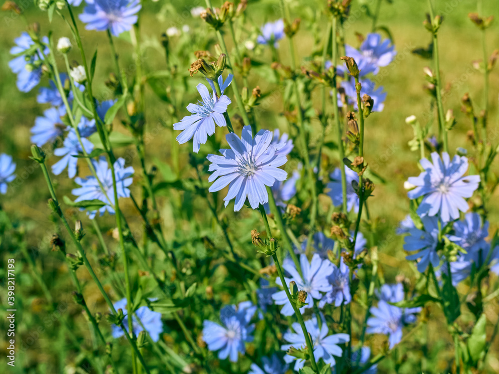 Chicory flowers on the meadow.