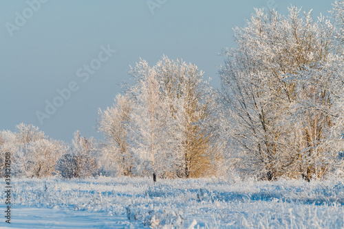 Beautiful snow covered tree on the winter field. Winter landscape. Beautiful winter nature. 