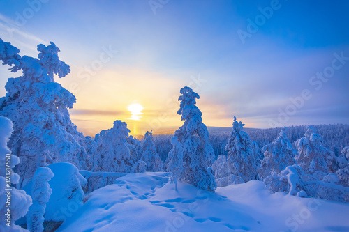 Cold winter day sunset landscape with snowy trees. Photo from Sotkamo, Finland. Background Heavy snow view.   © ville