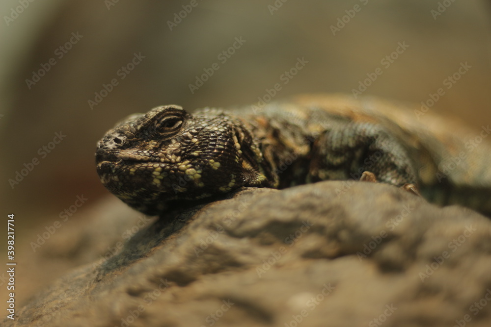 Dark brown lizard on a stone