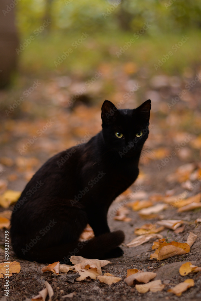 a black cat among the colorful autumn leaves. looking carefully and seriously a black cat among the colorful autumn leaves. looking carefully and seriously