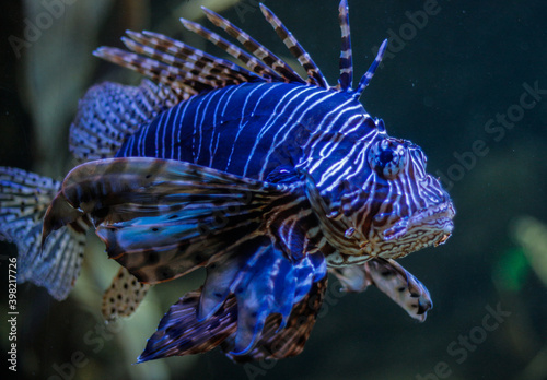 Deadly lionfish swimming through the water