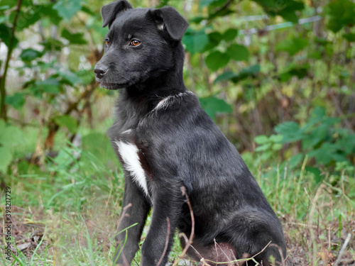 Black puppy on the grass .